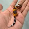 IMG_9612 gecko dark hypo tangerine baby