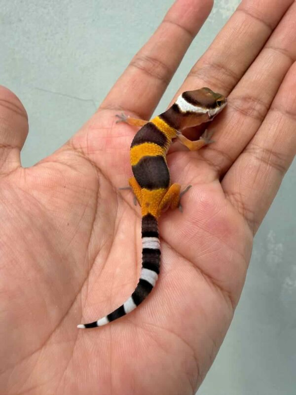 IMG_9612 gecko dark hypo tangerine baby