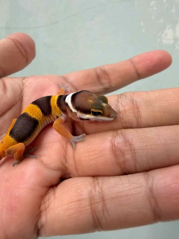 IMG_9613 Dark Hypo Tangerine - incub Jantan - R261013