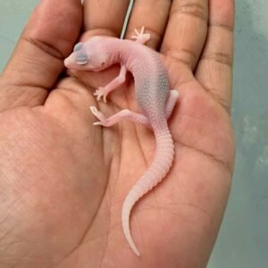 IMG_9615 gecko super ember baby