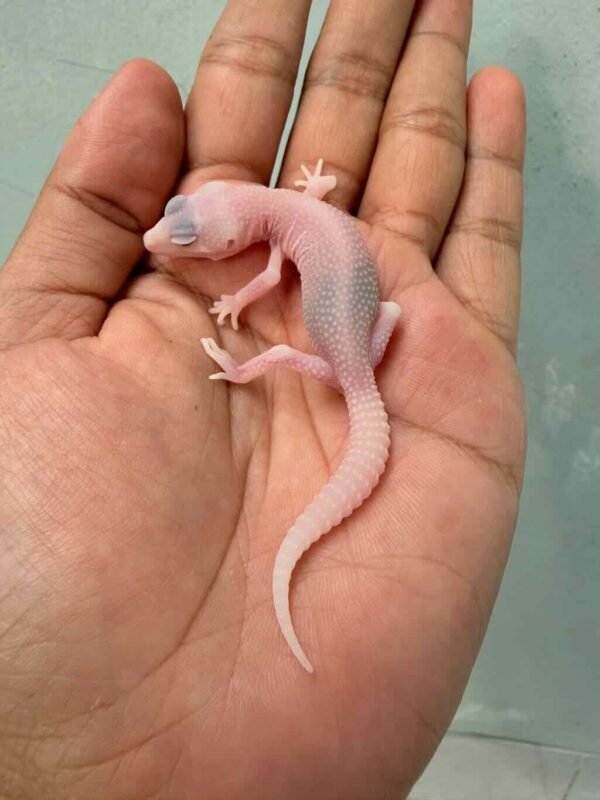 gecko super ember baby