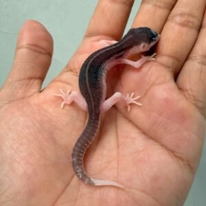 IMG_9617 leopard gecko panda baby super rare