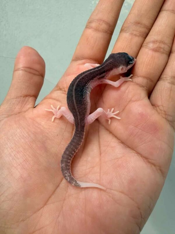 IMG_9617 leopard gecko panda baby super rare