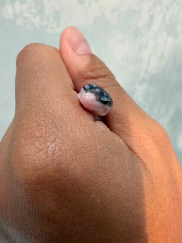 IMG_9618 Panda het Tremper - incub Betina - R260904 - SUPER RARE