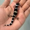 IMG_9623 jual gecko black night jantan
