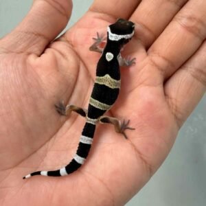 IMG_9623 jual gecko black night jantan