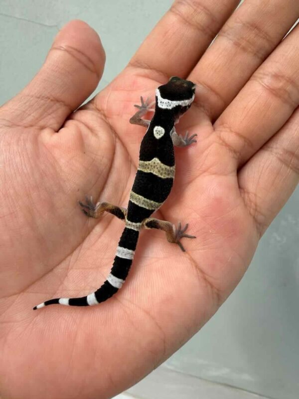 IMG_9623 jual gecko black night jantan