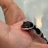 IMG_9624 Black Night het Tremper - incub Jantan - R261019