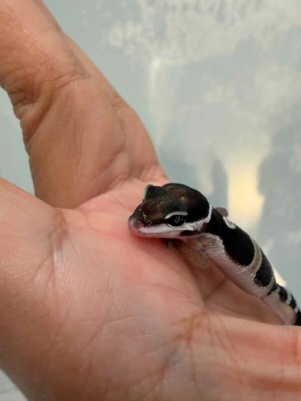 IMG_9624 Black Night het Tremper - incub Jantan - R261019