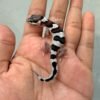 jual gecko mack snow black night cross baby