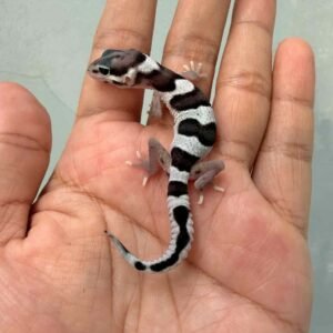 IMG_9628 jual gecko mack snow black night cross baby