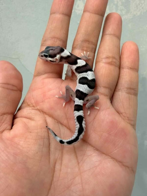 jual gecko mack snow black night cross baby