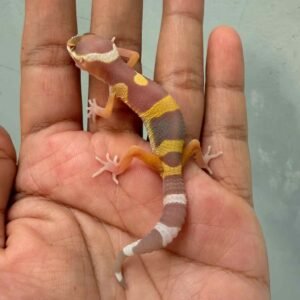 IMG_9631 leopard gecko tangerine albino black night cross baby