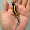 gecko tangerine stripe het bell albino baby