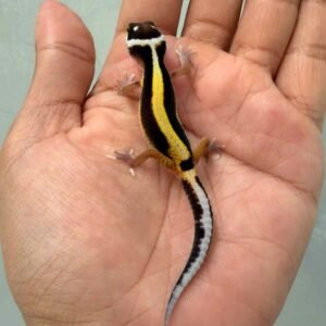 IMG_9636 gecko tangerine stripe het bell albino baby