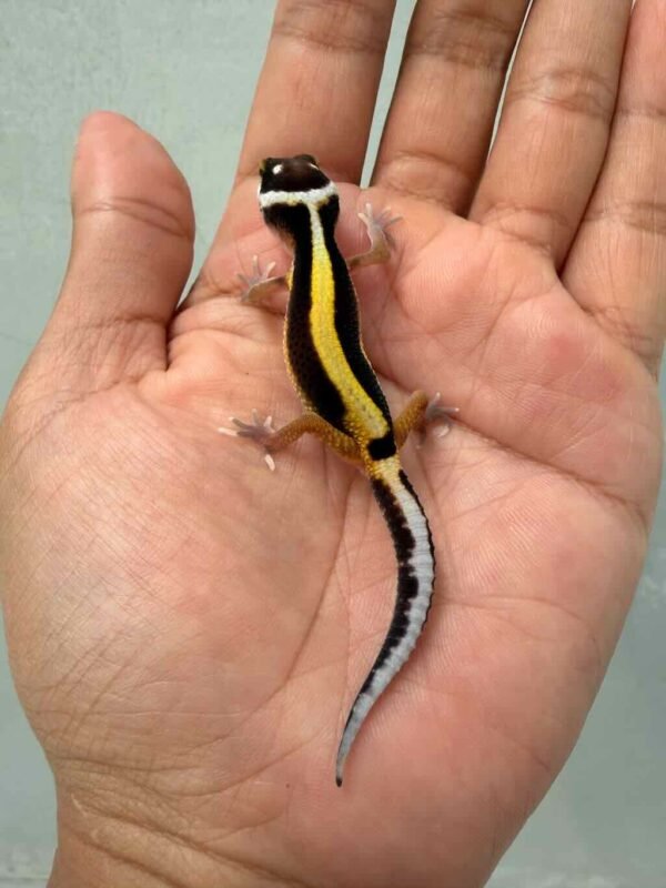 gecko tangerine stripe het bell albino baby