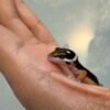 Tangerine Stripe het Bell Albino - incub Betina - R261050