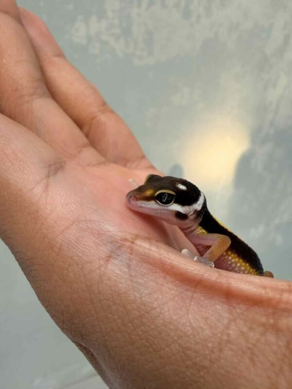 Tangerine Stripe het Bell Albino - incub Betina - R261050