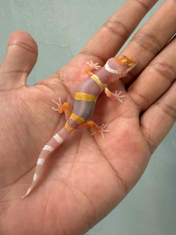 IMG_9642 gecko fire tremper repjak line baby