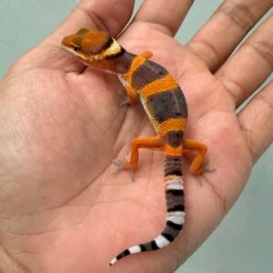 IMG_9684 fire emerine cross baby gecko