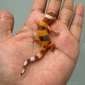 IMG_9687 shtctb leopard gecko baby