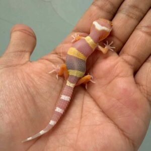 IMG_9699 gecko tremper lavender giant poss super giant baby