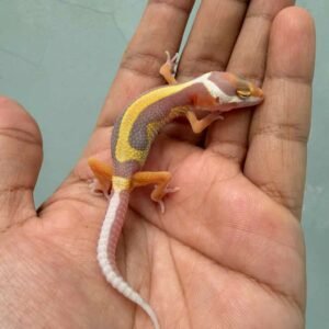 IMG_9704 tangerine tremper bold stripe gecko baby