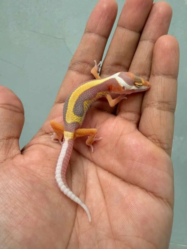 IMG_9704 tangerine tremper bold stripe gecko baby