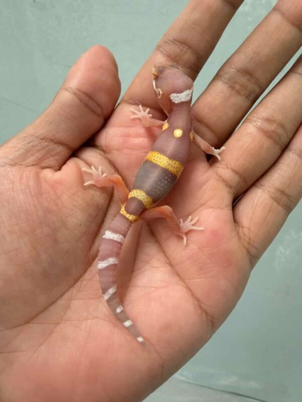IMG_9706 black night bell albino leopard gecko baby