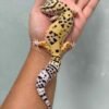 IMG_9908 jual gecko eclipse betina
