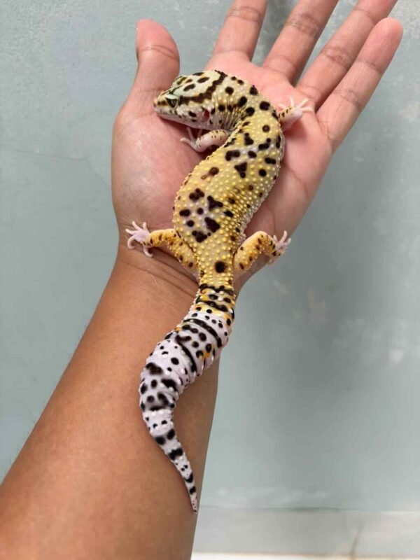 IMG_9908 jual gecko eclipse betina
