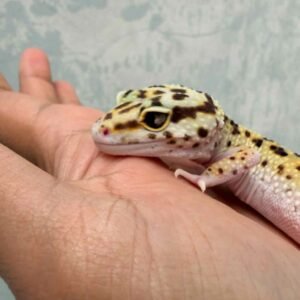 IMG_9910 eclipse leopard gecko mata