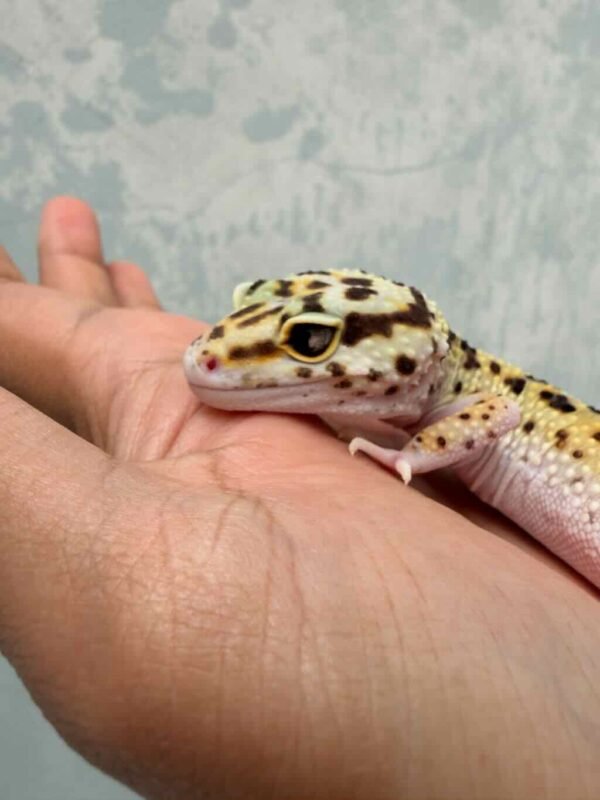 IMG_9910 eclipse leopard gecko mata