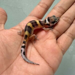IMG_9918 jual gecko tangerine black night cross baby