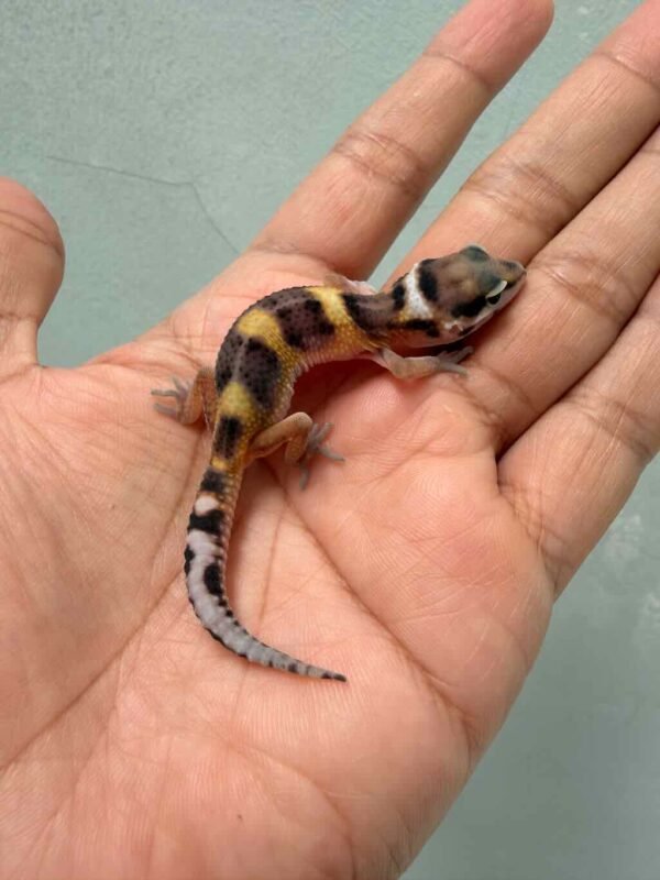 IMG_9918 jual gecko tangerine black night cross baby