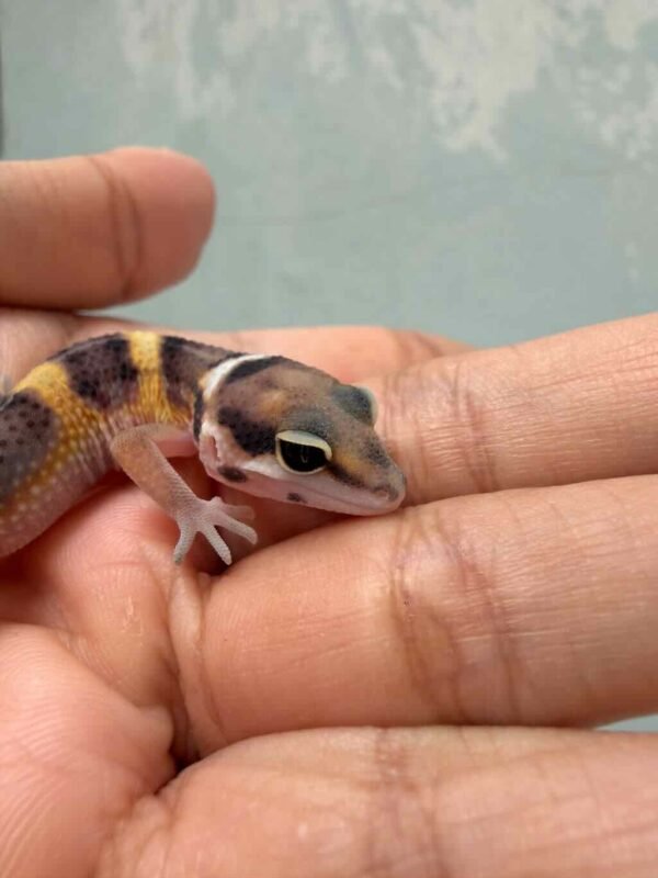 IMG_9919 Tangerine Black Night Cross het Tremper - incub Betina - R261037