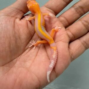 IMG_9931 jual gecko bell lavender stripe ph radar incub betina baby