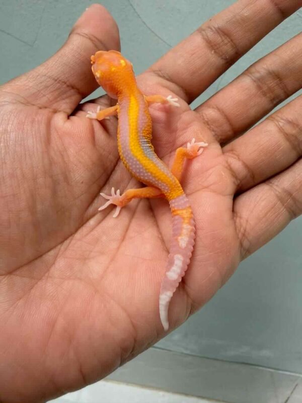 IMG_9931 jual gecko bell lavender stripe ph radar incub betina baby