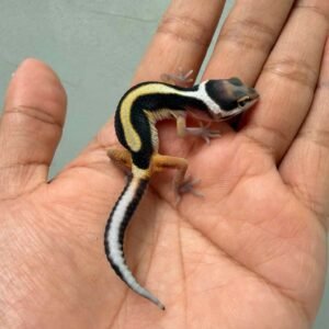 IMG_9936 gecko tangerine bold stripe baby