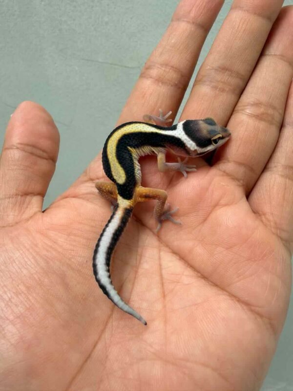 IMG_9936 gecko tangerine bold stripe baby