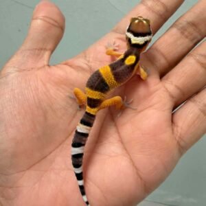 IMG_9949 jual gecko hypo tangerine poss giant baby