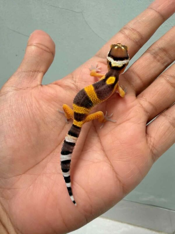 IMG_9949 jual gecko hypo tangerine poss giant baby