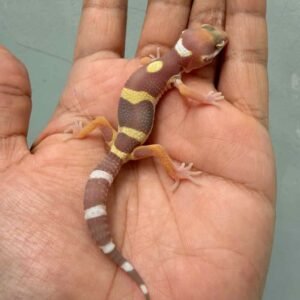 IMG_9955 leopard gecko chocolate (tremper black night) baby