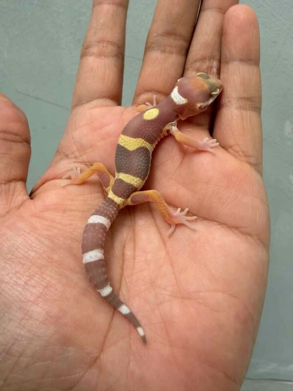 IMG_9955 leopard gecko chocolate (tremper black night) baby
