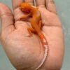 IMG_9960 leopard gecko aptor ct baby
