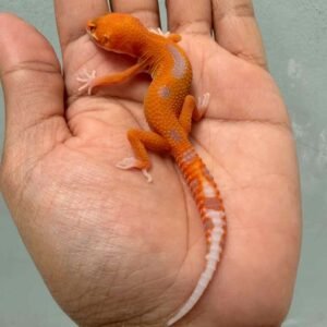 IMG_9960 leopard gecko aptor ct baby