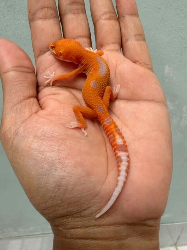 IMG_9960 leopard gecko aptor ct baby