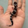 IMG_9964 gecko mack snow black night het bell albino baby