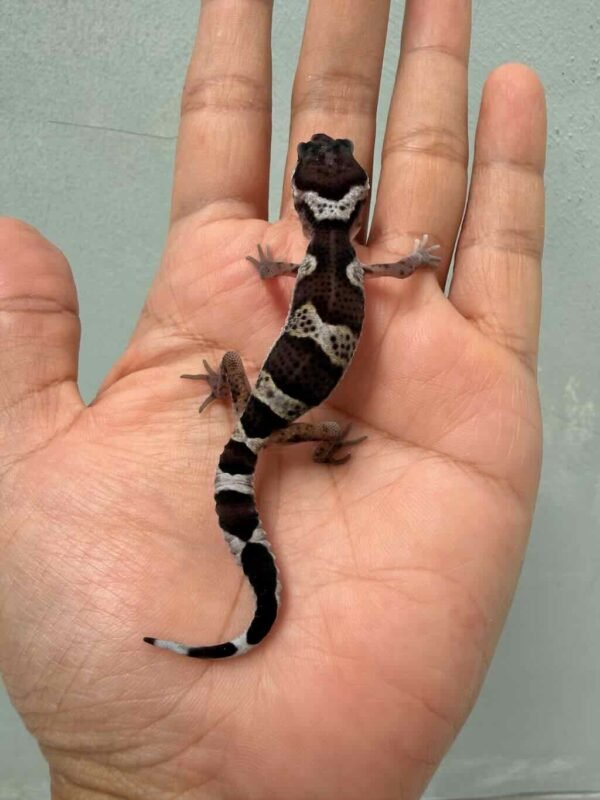 IMG_9964 gecko mack snow black night het bell albino baby