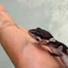 IMG_9965 Mack Snow Black Night het Bell Albino - incub Betina - R260907